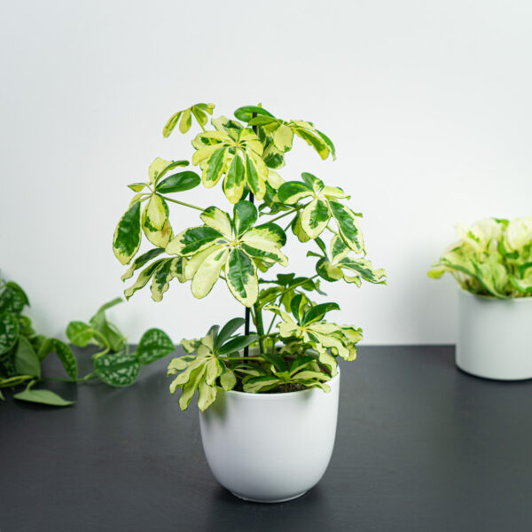 szeflera-charlotte-schefflera-arboricola szeflera-charlotte-schefflera-arboricola