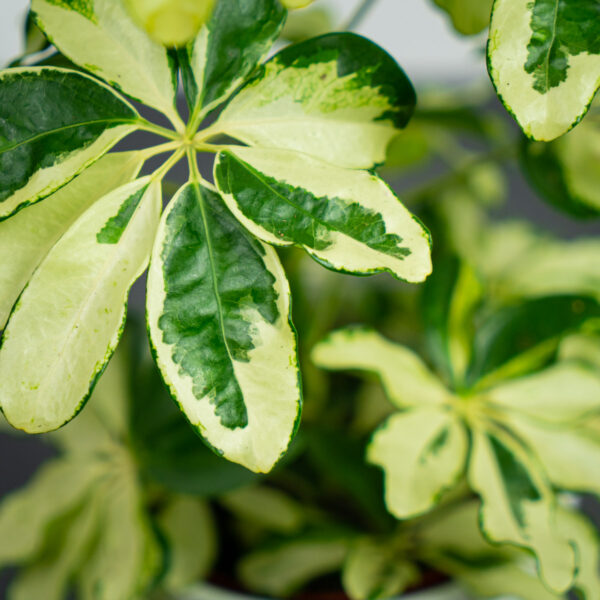 szeflera-charlotte-schefflera-arboricola szeflera-charlotte-schefflera-arboricola