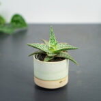 aloe-red-shade-aloes
