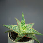 aloe-red-shade-aloes