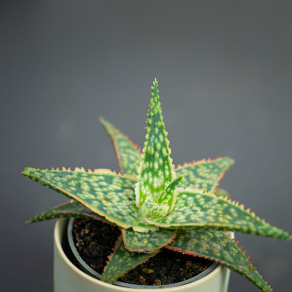 aloe-red-shade-aloes aloe-red-shade-aloes