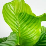 calathea-orbifolia