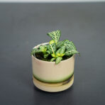 fittonia-bianco-verde-baby