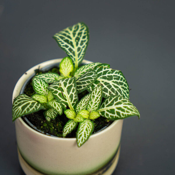 fittonia-bianco-verde-baby fittonia-bianco-verde-baby