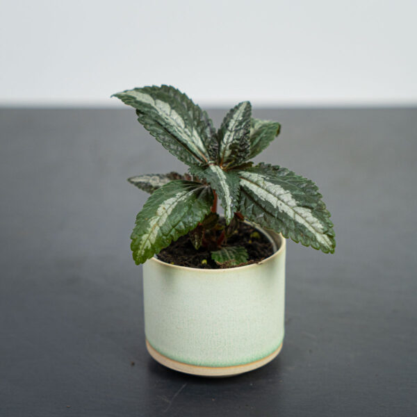 Pilea frendship baby (spruceana silver tree) Pilea frendship baby (spruceana silver tree)