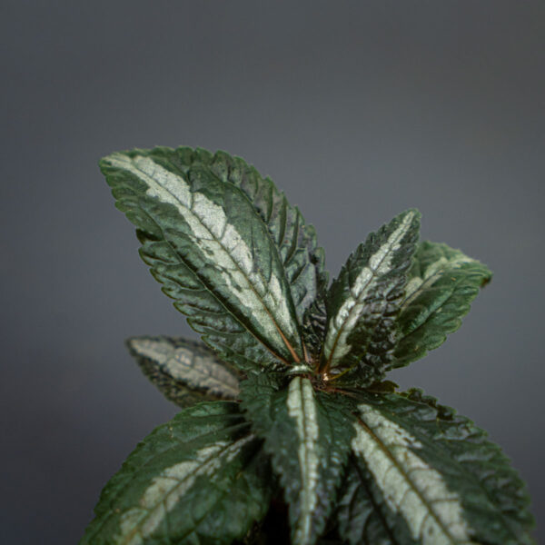 Pilea frendship baby (spruceana silver tree) Pilea frendship baby (spruceana silver tree)