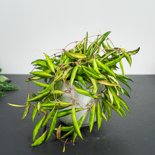 hoya-wayetii-variegata-kentiana-variegata hoya-wayetii-variegata-kentiana-variegata