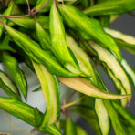 hoya-wayetii-variegata-kentiana-variegata