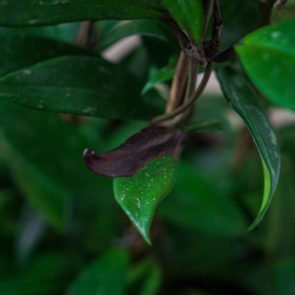 hoya-pubicalyx hoya-pubicalyx