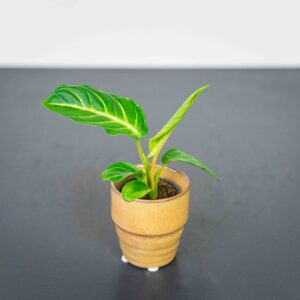 xanthosoma-lindenii-baby