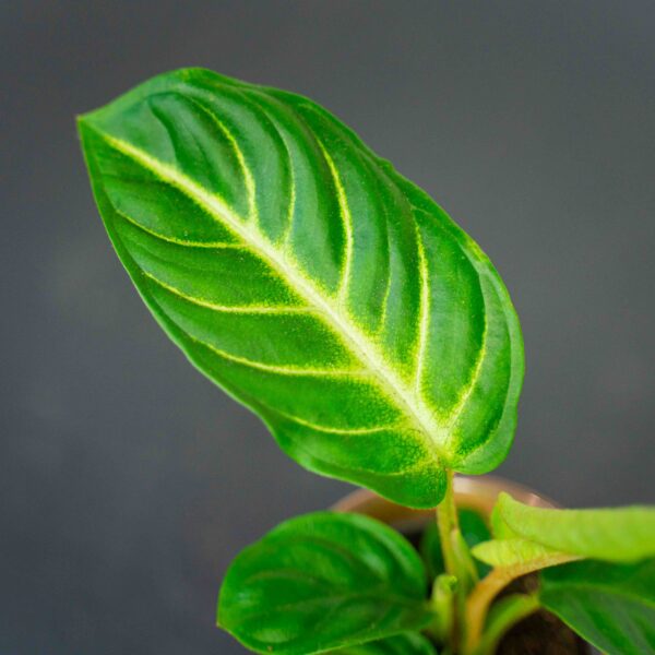 xanthosoma-lindenii-baby xanthosoma-lindenii-baby
