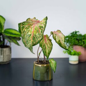 caladium-pink-gem