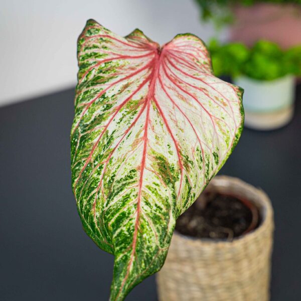 caladium-pink-gem caladium-pink-gem