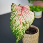 caladium-pink-gem
