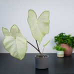 caladium-moonlight