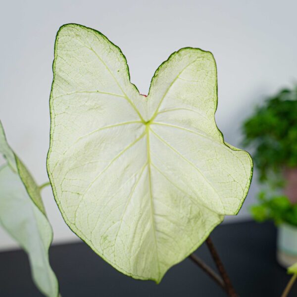 caladium-moonlight caladium-moonlight