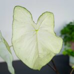caladium-moonlight