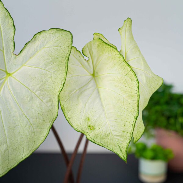caladium-moonlight caladium-moonlight
