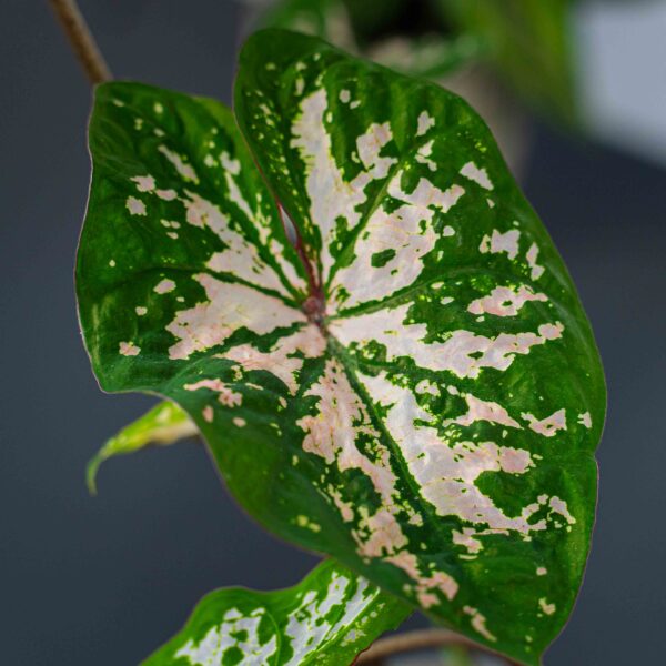 caladium-florida-elise caladium-florida-elise