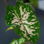 caladium-florida-elise