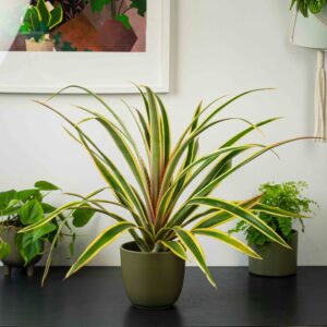 ananas-variegata