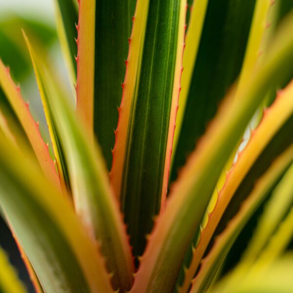 ananas-variegata ananas-variegata