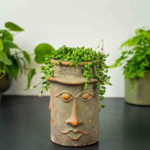 zestaw-senecio-herreianus-w-oslonce