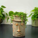 zestaw-senecio-herreianus-w-oslonce