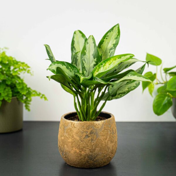 aglaonema-jubilee-compacta aglaonema-jubilee-compacta