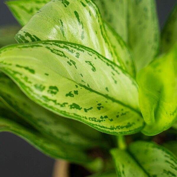 aglaonema-maria-christina aglaonema-maria-christina