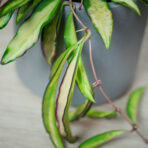 hoya-wayetii-variegata-kentiana-variegata