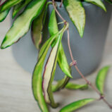 hoya-wayetii-variegata-kentiana-variegata