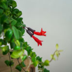 eszynantus-rasta-aeschynanthus
