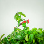 eszynantus-rasta-aeschynanthus