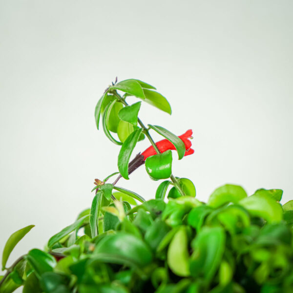 eszynantus-rasta-aeschynanthus eszynantus-rasta-aeschynanthus