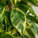 Pseuderanthemum-atropurpureum-variegata
