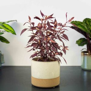 alternanthera