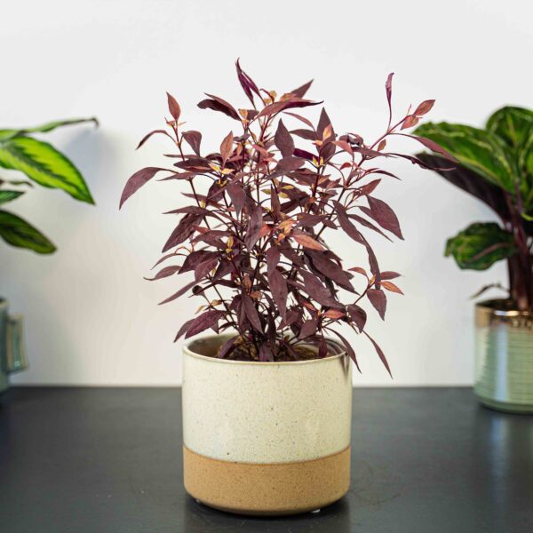 alternanthera alternanthera
