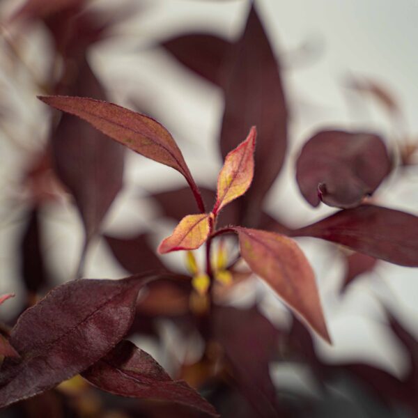 alternanthera alternanthera