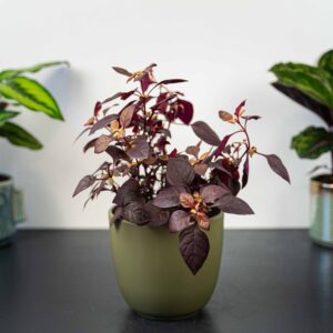 alternanthera-little-ruby
