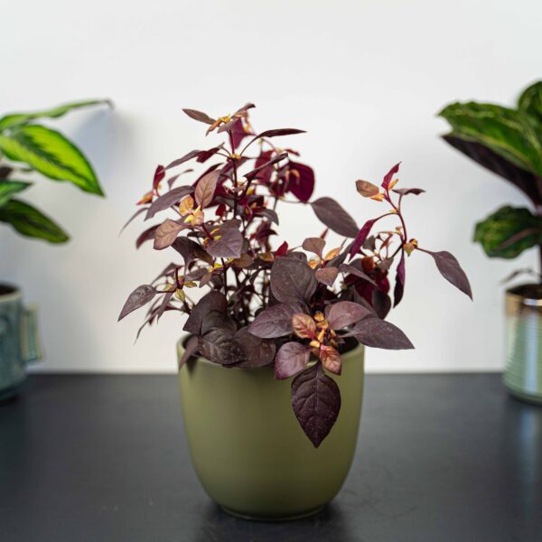 alternanthera-little-ruby alternanthera-little-ruby