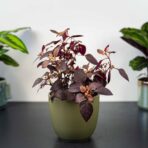 alternanthera-little-ruby