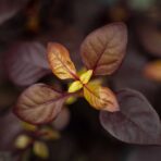 alternanthera-little-ruby