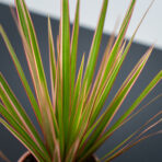 dracaena-marginata-bicolor-dracena