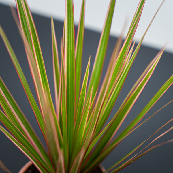 dracaena-marginata-bicolor-dracena dracaena-marginata-bicolor-dracena