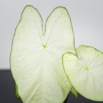 caladium-moonlight