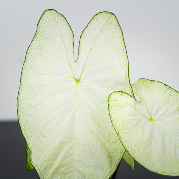 caladium-moonlight caladium-moonlight