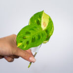 maranta-leuconeura-kerchoveana-variegata-sadzonka