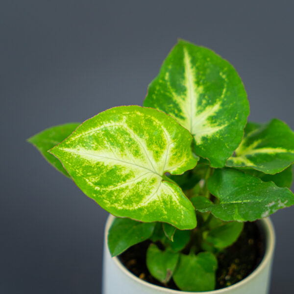 syngonium-green-robusta-alchetron-baby syngonium-green-robusta-alchetron-baby