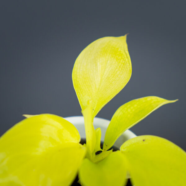 philodendron-lemon-lime-baby philodendron-lemon-lime-baby
